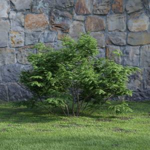 连香树灌木绿植