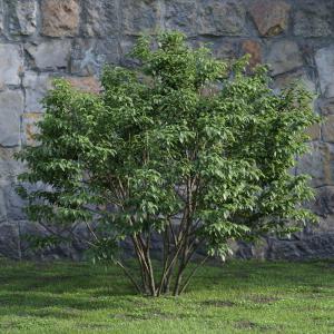 茂盛的女贞灌木绿植