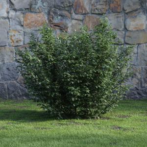 圆冠榆灌木绿植