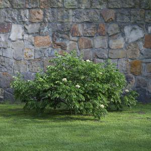 像臭椿的灌木绿植