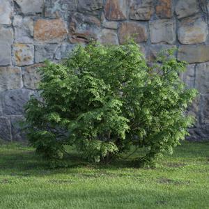 像水杉的灌木绿植