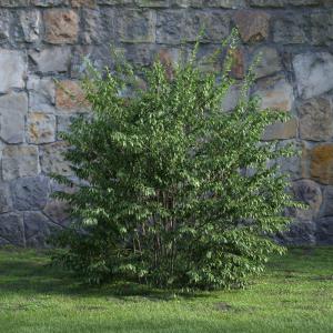 像美洲椴的灌木绿植