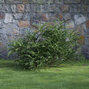 萼距花灌木绿植