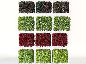 紫红色、黄绿色方块集合植物墙