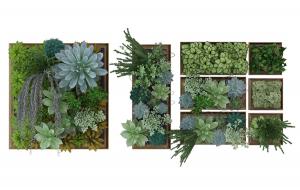 多肉植物、网纹草画框植物墙