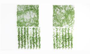方形、竖条形常春藤植物墙