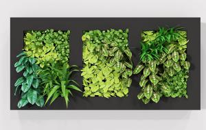 三个长方形画框网纹草植物墙