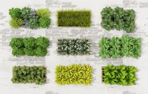 类似罗勒叶、绞股蓝长方形画框植物墙