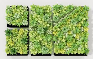 类似绞股蓝的画框植物墙