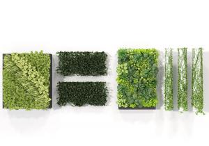 方形画框冷水花植物墙和藤蔓植物