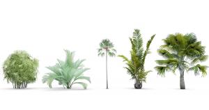 散尾葵、形似棕竹热带灌木植物