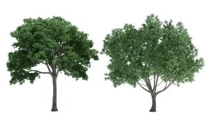 两棵树冠宽大茂盛的樟树 景观树木