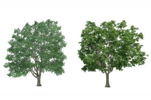 两棵类似榆树的景观树木