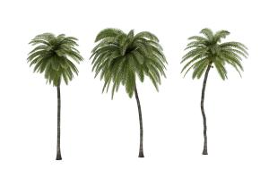 三棵不同造型的椰子树 热带景观树木