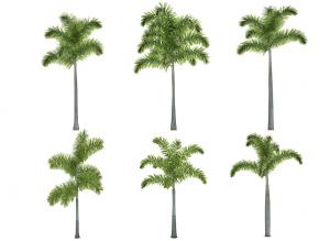 六棵不同造型王棕热带景观树木