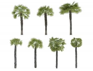 六棵不同造型形似蒲葵的热带景观树木