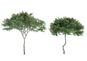 结着红色果实形似粗榧的景观树木