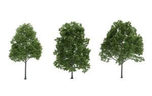 形似杨树景观树木