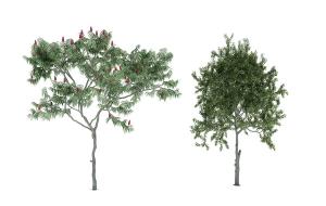 挺拔俊秀类似粗榧的景观树木