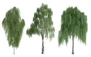 青翠飘逸的垂丝柳树 景观树木