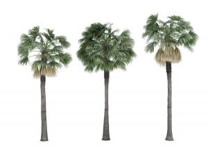 三棵不同造型形似棕榈的热带景观树木