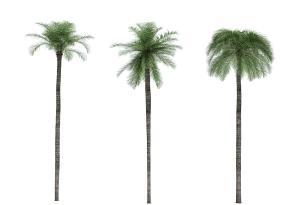 三棵形似刺葵热带景观树木