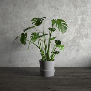 龟背竹白色陶瓷花盆盆栽植物