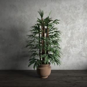 像棕竹的绿色盆栽植物