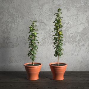 日本木瓜盆栽植物