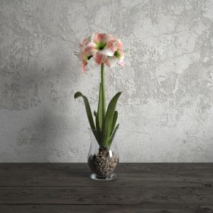 粉白色朱顶红花瓶花卉