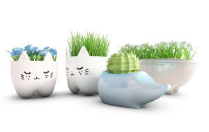 在卡通造型花盆中的仙人球、蝴蝶兰盆栽植物