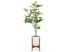 在低矮花架上的无花果盆栽植物