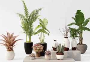 芭蕉、散尾葵、海宇盆栽植物