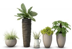 芦荟、龟背竹、长生草、形似鸟巢蕨盆栽植物