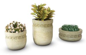 雏菊、变叶木盆栽植物