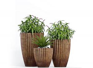 千屈菜盆栽植物