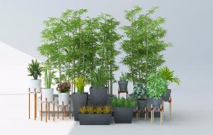 长方形花池青竹、鹅掌楸盆栽植物