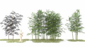 丛生凤尾竹、竹子