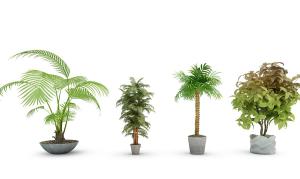 散尾葵、形似假槟榔、形似南洋杉盆栽植物