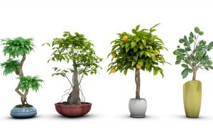 瓜栗、柑橘、形似幸福树盆栽植物