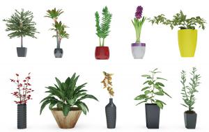 竹芋、风信子、形似银羽竹芋盆栽植物