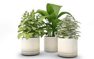 白色圆形花盆、白掌盆栽植物