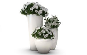 形似绣线菊、形似栀子花盆栽植物