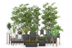 鹅掌柴、孔雀竹芋、形似六出花的盆栽植物