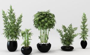 黑色圆底花盆、富贵竹盆栽植物