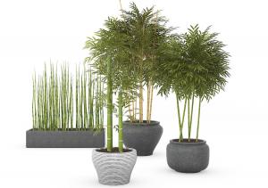 形似富贵竹、形似夏威夷椰子盆栽植物