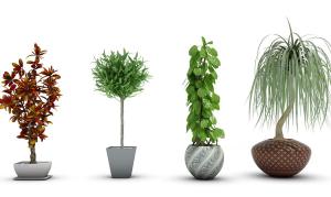 绿萝、酒瓶兰、形似变叶木盆栽植物