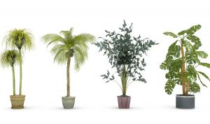 龟背竹、鱼尾葵、形似江边刺葵盆栽植物