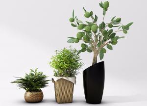 形似女贞、形似菠萝蜜盆栽植物