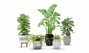 鹤望兰、大琴叶榕、吊兰盆栽植物